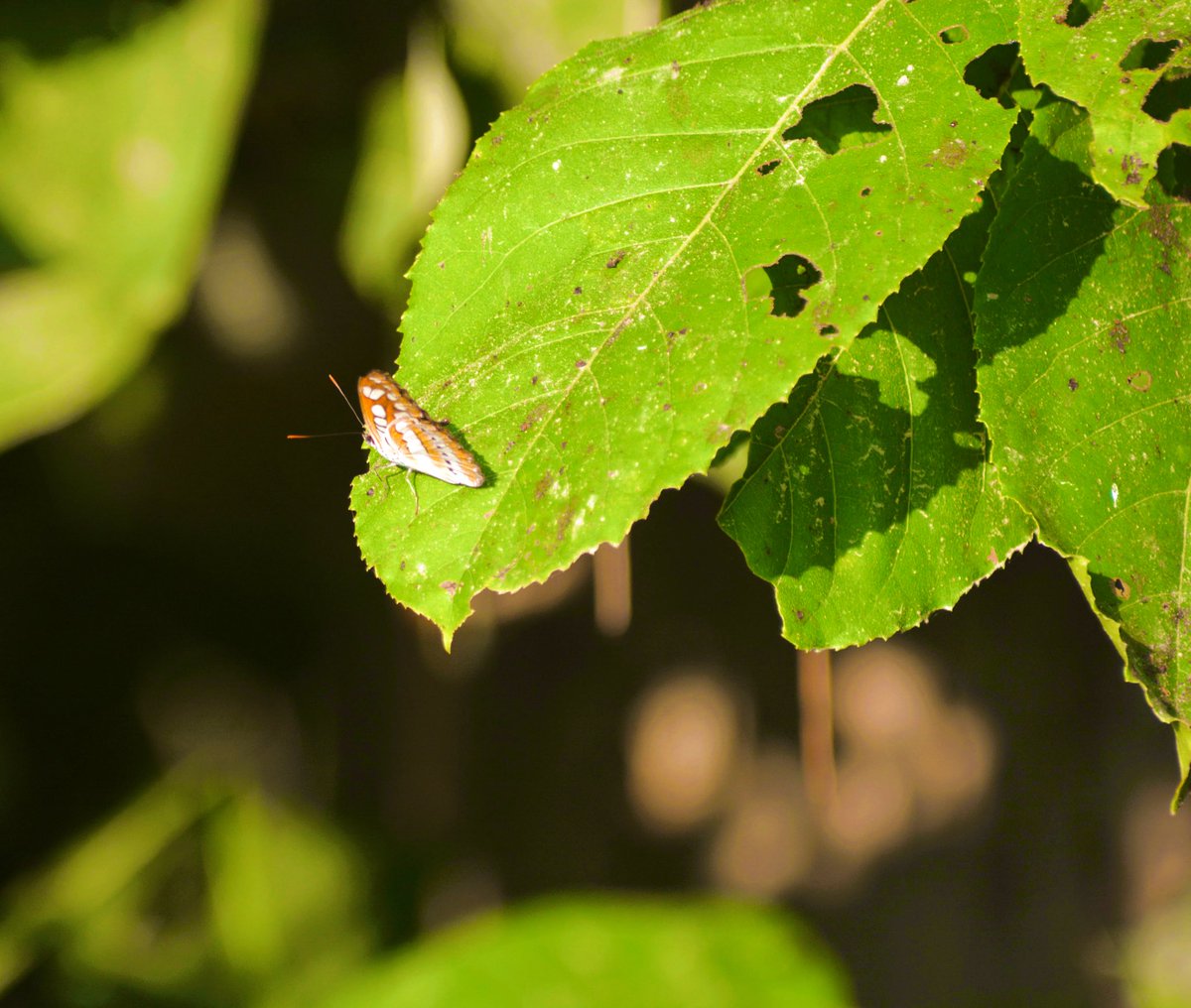 KritikaRanjan6's tweet photo. Common Sergeant from @PilibhitR for #TitliTuesday #titlituesday #IndiAves #butterfly #nymphalid #nature #NaturePhotography https://t.co/2VOkanYABJ