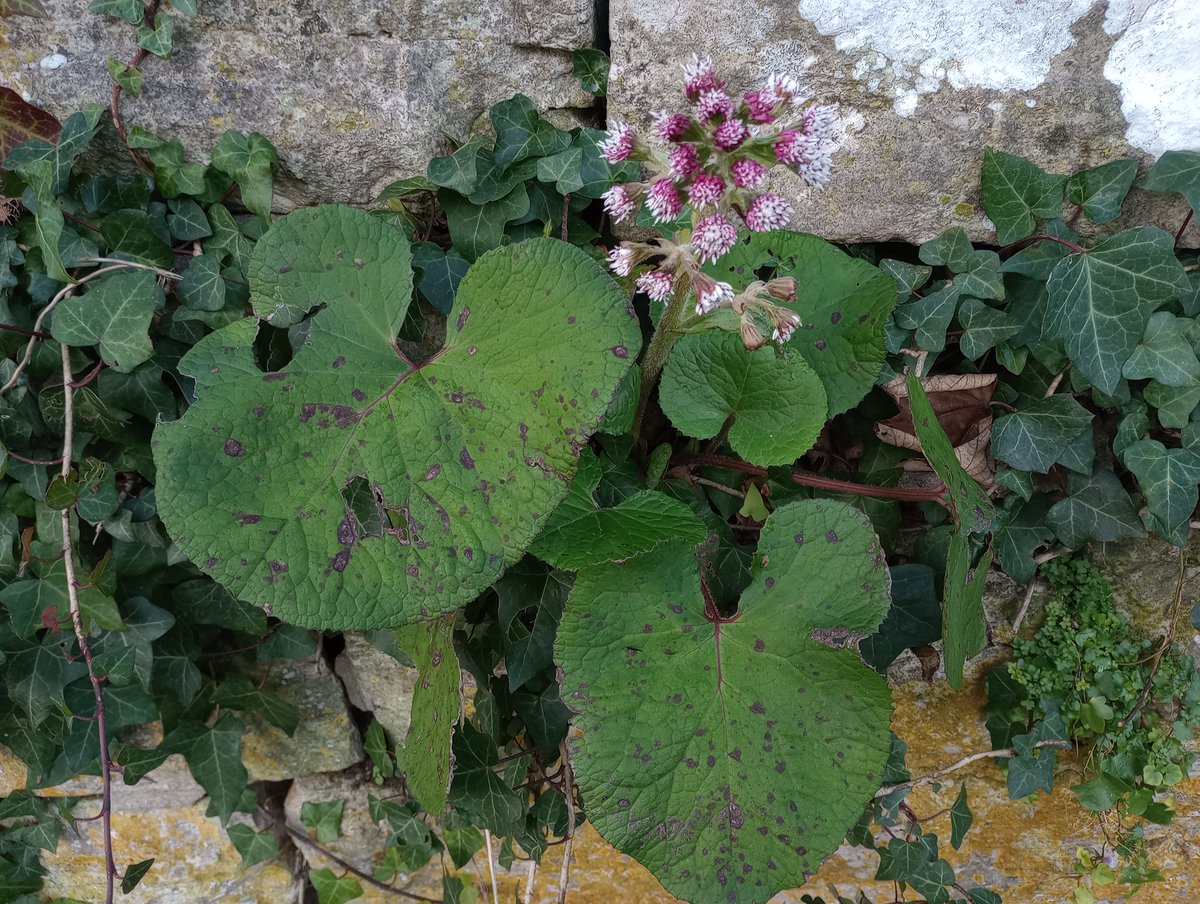 With its marzipan scent Winter Heliotrope knows precisely how many sleeps there are until #Christmas. #wildflowerhour #TwitterNatureCommunity #TwitterNaturePhotography #winter #heliotrope #ukwildflowers #Purbeck