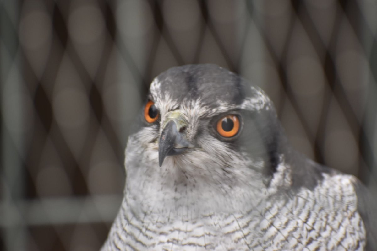 フクロウとタカの森で #オオタカ のオスを展示しています！ 野生で保護