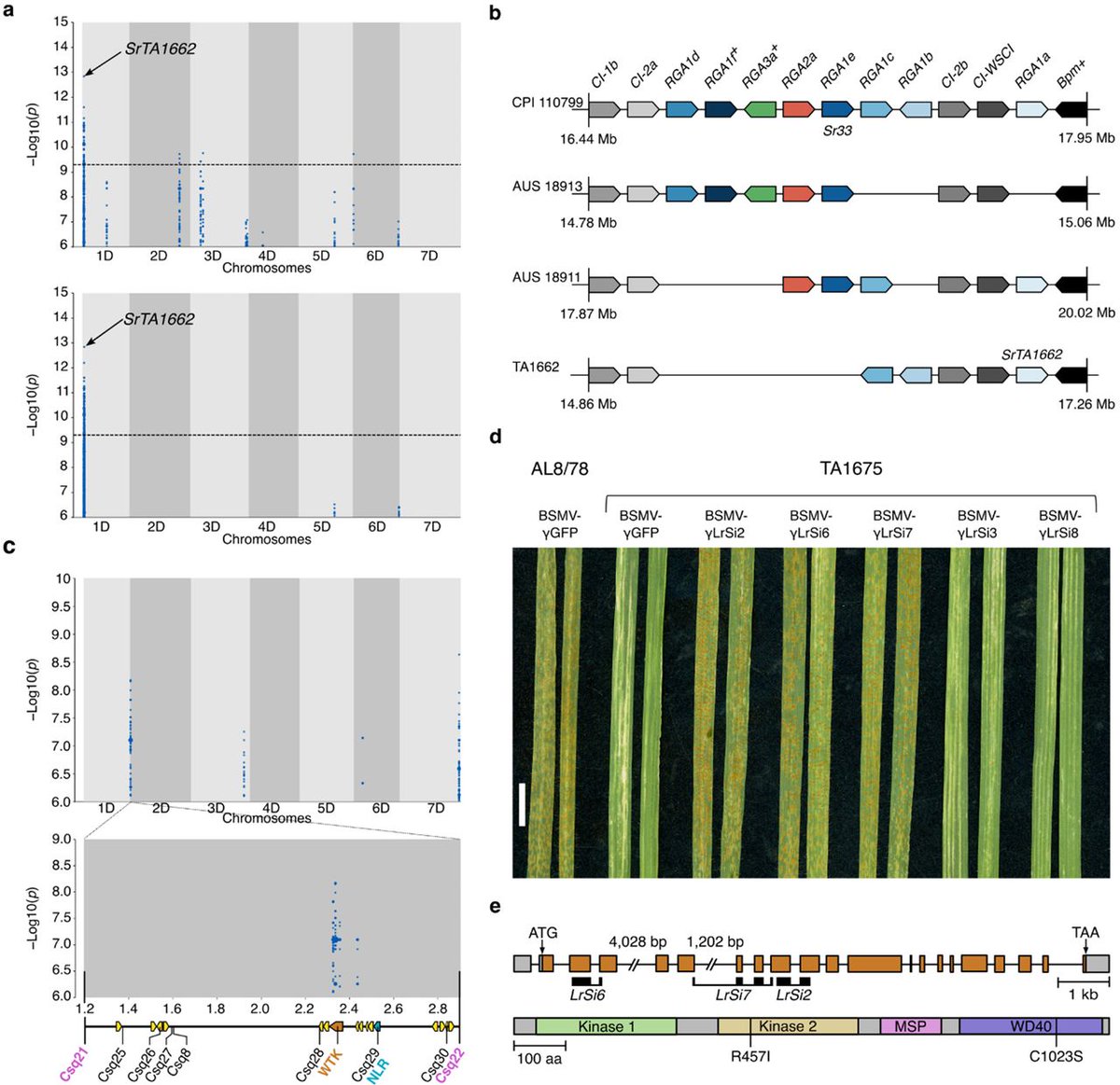 Wheat Initiative (@wheatinitiative) on Twitter photo Interesting read on the latest results of the Open Wild Wheat Consortium.
Origin and evolution of the bread wheat D genome, including 46 high-quality Aegilops tauschii assemblies.
biorxiv.org/content/10.110…
@Nils__Stein <a href="/CristobalUauy/">Cristobal Uauy</a> <a href="/BrandeWulff/">Brande Wulff</a> <a href="/CurtisPozniak/">Curtis Pozniak</a> Interesting read on the latest results of the Open Wild Wheat Consortium.
Origin and evolution of the bread wheat D genome, including 46 high-quality Aegilops tauschii assemblies.
biorxiv.org/content/10.110…
@Nils__Stein <a href="/CristobalUauy/">Cristobal Uauy</a> <a href="/BrandeWulff/">Brande Wulff</a> <a href="/CurtisPozniak/">Curtis Pozniak</a>