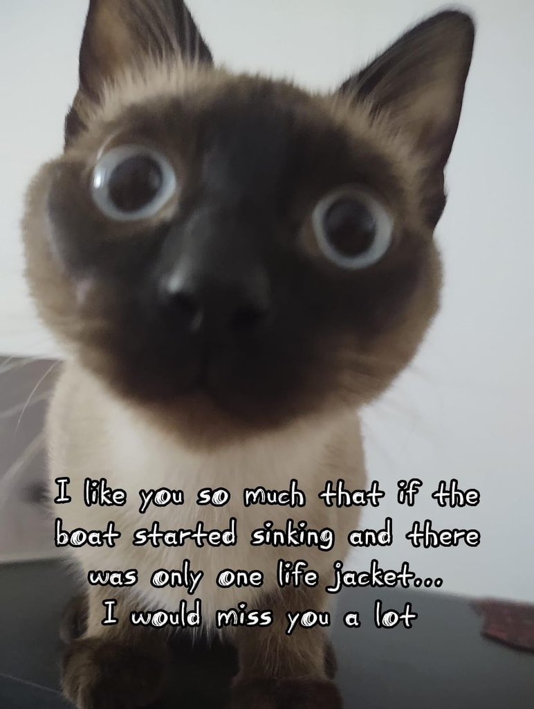 Cats Fantasy tweet media