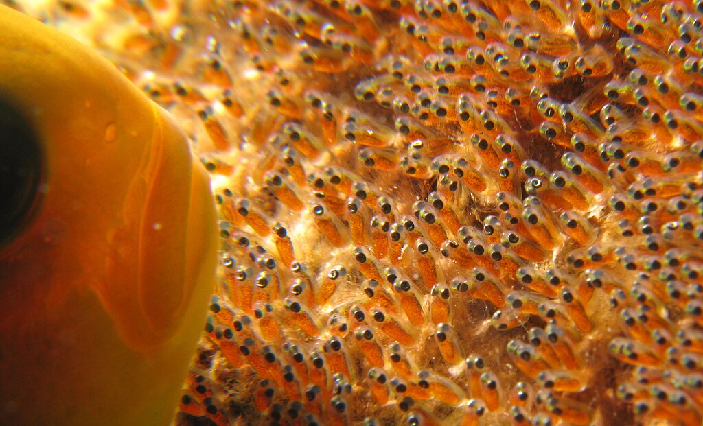 FishBaseProject's tweet photo. New in science! 💡 Initial #spawning triggers accelerated growth in cod and #AtlanticHerring! 🐟✨ Discover: https://t.co/egyOrm7NML. #MarineScience #FishGrowth 

Image: Anemone Fish protecting it's spawn, Silke Baron, Wikimedia commons https://t.co/Zq6i9KDmSd
