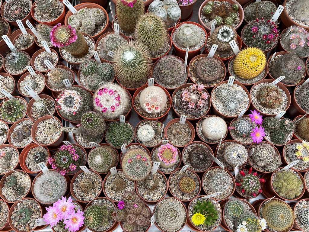 Mammillarias galore, taken in April 2023. An easy genus for the beginner.

#bcss #cactus #cacti #succulent #succulents #succulentworld #cactusworld #cactusgarden #cactusmagazine #cactusclub #succulentlove #houseplants