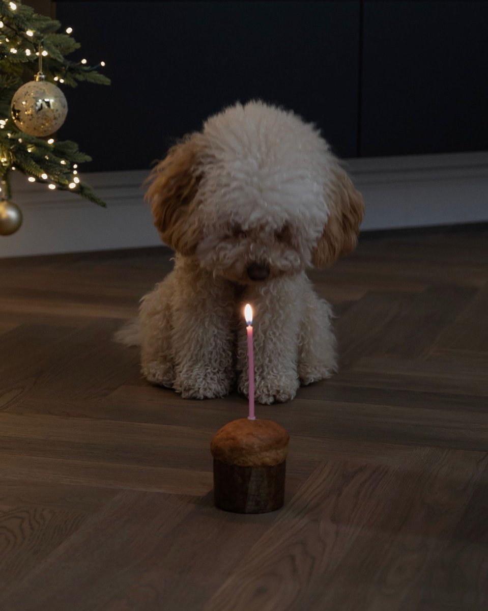 fubiz's tweet image. Let’s Celebrate a Special Moment 🐶🎂 by martapareccini 
#dogbirthday #cute #doglovers #momentoflife