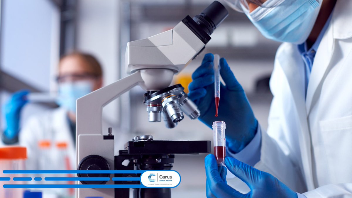 carus_ah's tweet photo. CRP is a highly sensitive biomarker of inflammation in dogs and assists with diagnosis and monitoring of conditions ranging from sepsis to cancer.

At Carus, we’re always looking for innovative ways to incorporate biomarkers into #VeterinaryCare. 

#AnimalDiagnostics #Biomarkers https://t.co/lktzFgL0Tt