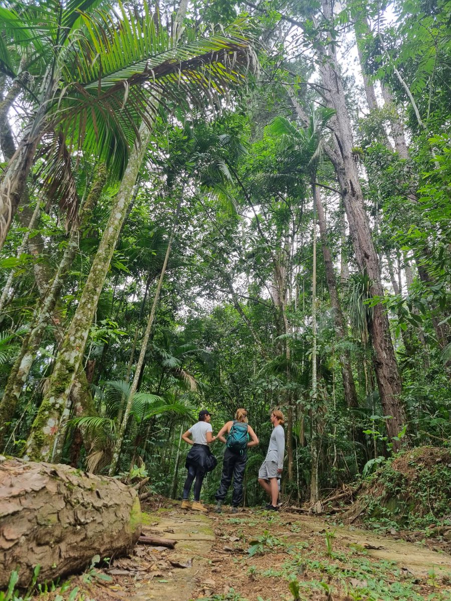 Lilian Melo tweet media