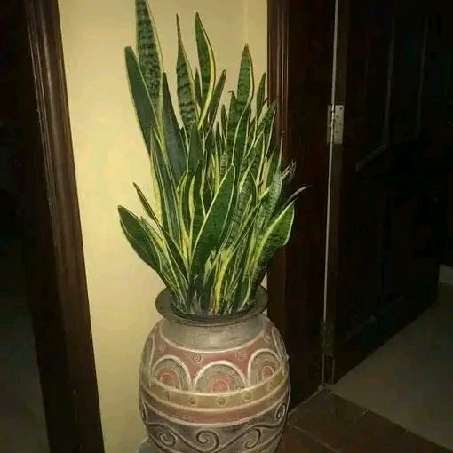 snake plants have a number of health benefits, including:
filter indoor air.
remove toxic pollutants.
may help boost mental health.
easy to care for.
effective against allergies.
may help enhance the “energy” of a space, good for out doors and indoors. Contact me at 74436493. 20p