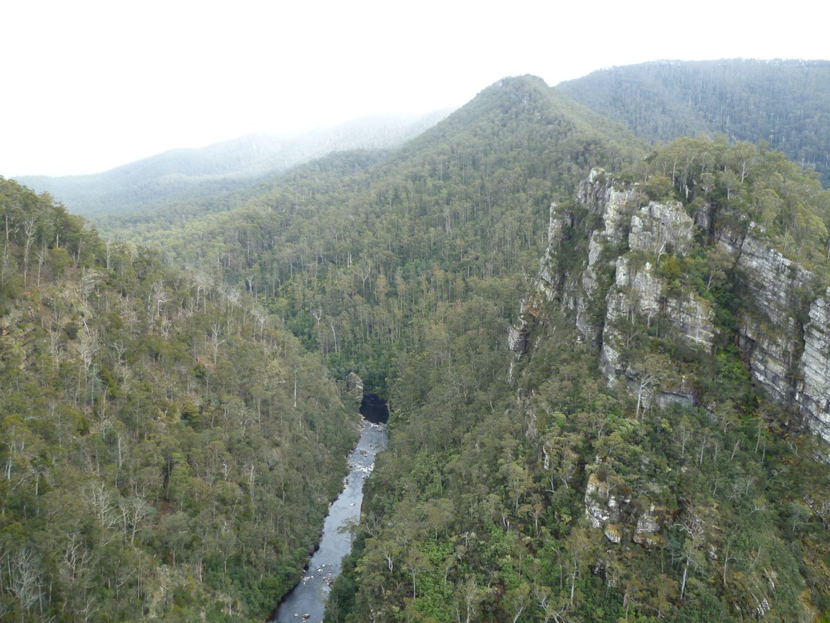 wildnaturetrail's tweet photo. Lost in Mersey Valley, #Tasmania #Australia 🌳 

Follow @wildnaturetrail for more wild sightings 🐨 

#valley #merseyvalley #forest #nationalpark #downunder #appleisle https://t.co/ArW63GMPo6