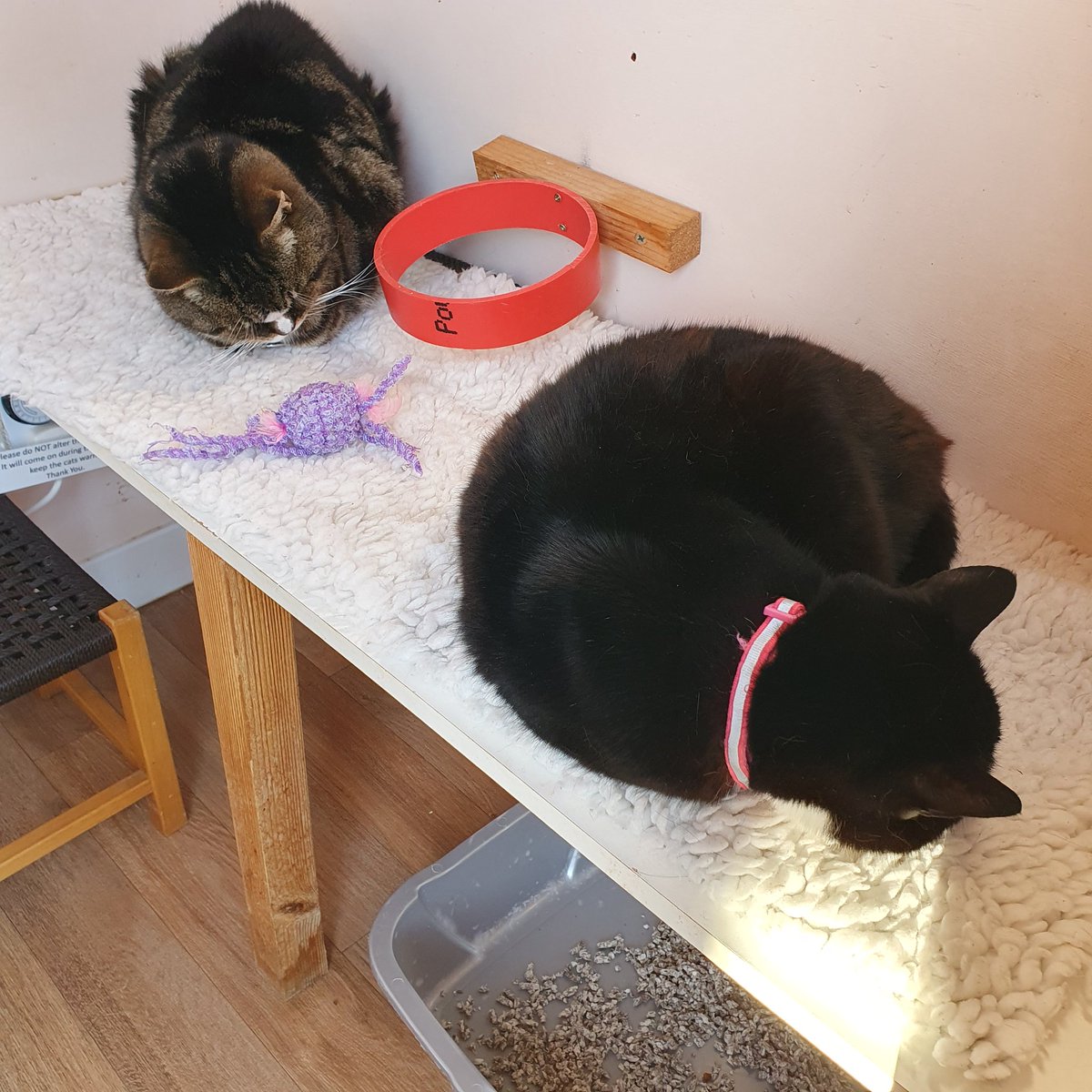 #CharityTuesday ~ Lucky & Lucy enjoying a snooze in their favourite cottage. The Retirement Village can be sponsored for £60 per year. An ideal #xmasgift for a #catlover Contact Sam sponsorship@shropshirecatrescue.org.uk or shropshirecatrescue.org.uk/sponsor-a-cat
#catcharity #inthecompanyofcats