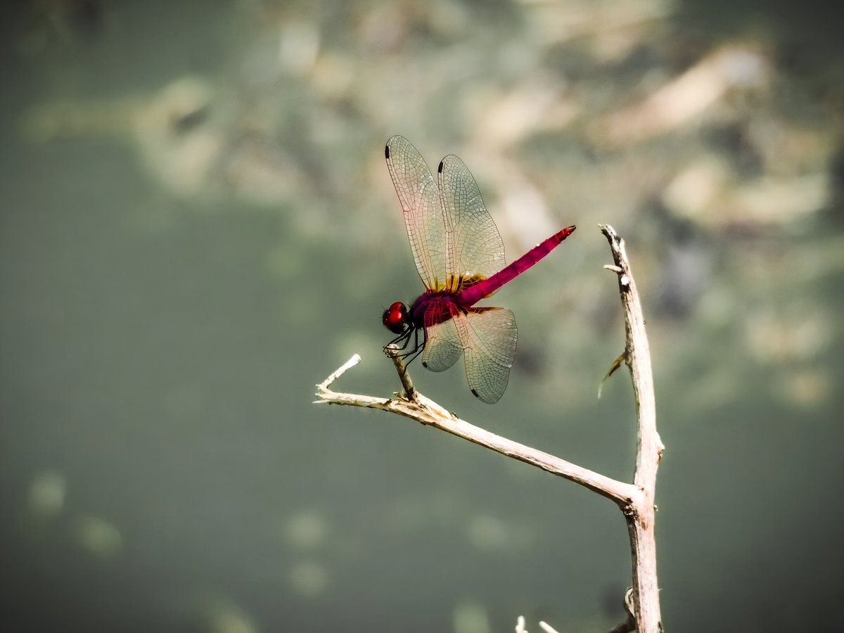 UnthoughtWorld's tweet photo. QT something RED!! https://t.co/zhlz6HOCKh