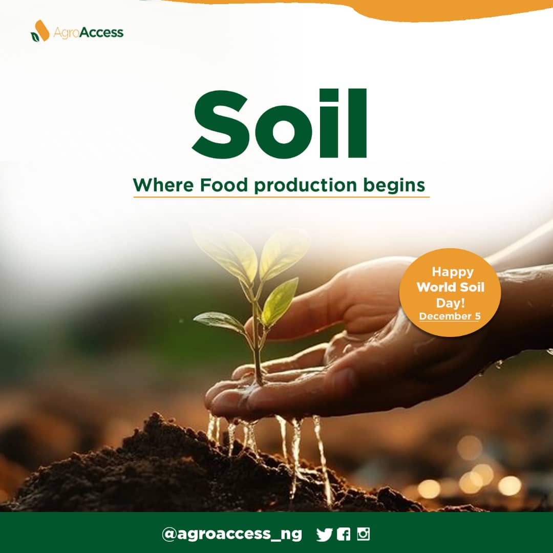 Agroaccess_ng's tweet photo. Amidst the quiet whispers of roots and the dance of microorganisms, let's celebrate the heartbeat beneath our feet - the SOIL. 
On this day  "World Soil Day", let's honor the sacred ground where life begins, a silent sustainer of life and the very essence of our nourishment. https://t.co/KpDTeEFjnO