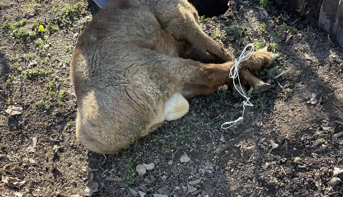 Кайтадан убийство, кайтадан жумуш…