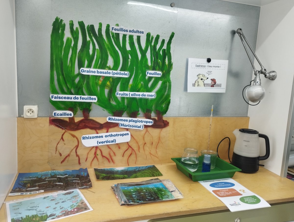 🌊🪸10ème étape aujourd’hui pour le Science Tour des Lycées en Transition !

Déjà 1284 jeunes ont participé à nos animations sur le thème de « la mer en débat ».

Au programme : Expériences, jeux de rôle et débat autour de la planification de l'espace maritime en Méditerranée.