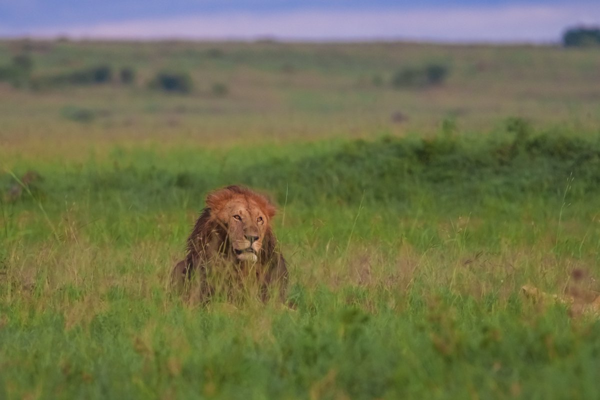 Osapuk (Salas Boy) feeling relaxed | Masai Mara | Kenya
#wildlife #africanlion #animalconservation #lion #africanmammals #bownaankamal #jawsafarica #kenya