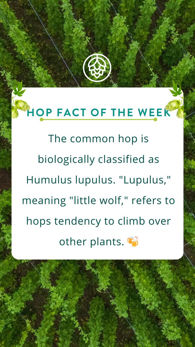 🌿 Hop Fact of the Week: Hops are the 'little wolves' of the plant kingdom 💚🍻 #HopWisdom #LittleWolf #lupulus #faramfacts