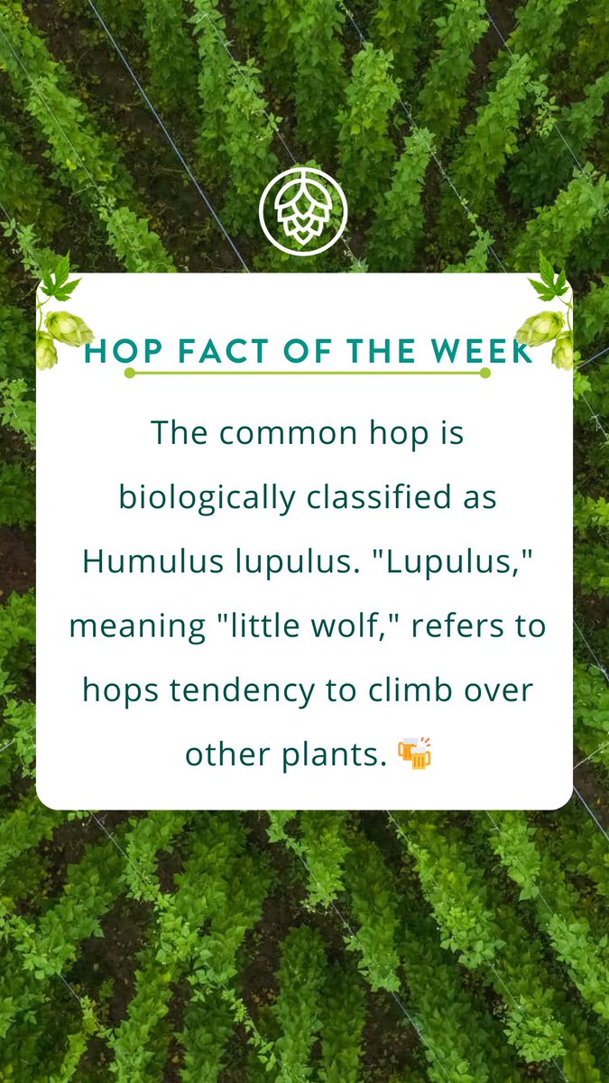 CharlesFaram's tweet photo. 🌿 Hop Fact of the Week: Hops are the 'little wolves' of the plant kingdom 💚🍻 #HopWisdom #LittleWolf #lupulus #faramfacts https://t.co/KIgMYUCxOi