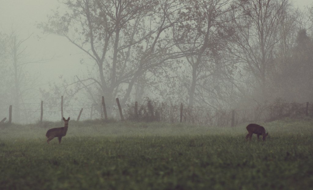 xabini's tweet photo. 📷1 hemen izan dira
📷2 hemendik pasa dira
📷3 hor daude
📷4 bizilaun, matte zatteu!

📷🦌#orkatza #orkatz #corzo #deer #capreolus #capreoluscapreolus #natura @Basozainak_Gipu #NaturePhotography
#egunon #orendain https://t.co/7XFeM76gOM