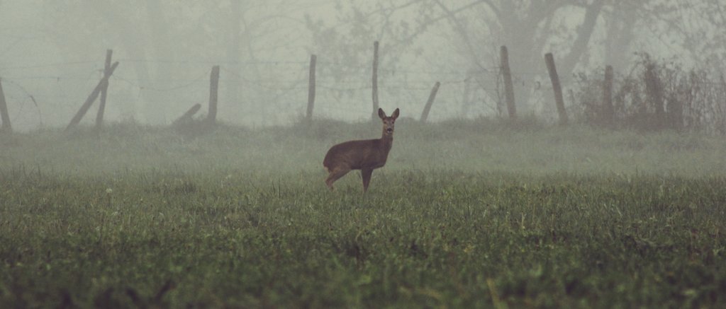 xabini's tweet photo. 📷1 hemen izan dira
📷2 hemendik pasa dira
📷3 hor daude
📷4 bizilaun, matte zatteu!

📷🦌#orkatza #orkatz #corzo #deer #capreolus #capreoluscapreolus #natura @Basozainak_Gipu #NaturePhotography
#egunon #orendain https://t.co/7XFeM76gOM