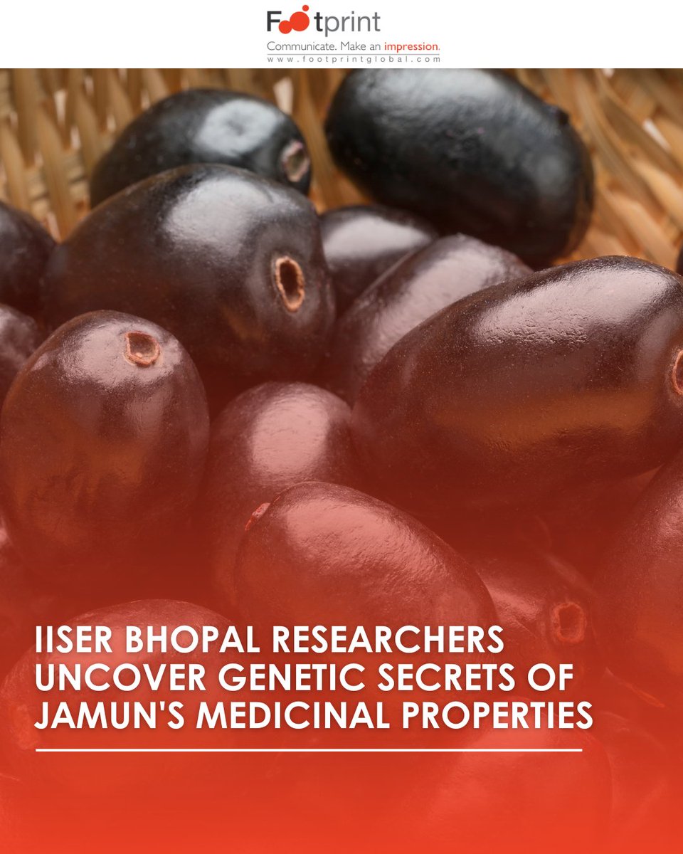FGCTweets's tweet photo. IISER Bhopal's researchers successfully decoded the genetic secrets of Jamun, revealing it's medicinal properties, like genes responsible for anti-oxidant, anti-inflammatory and anti-diabetic properties.
#IISERBhopal #IISER #geneticstudy #medicinalfruit @iiserbhopal https://t.co/PuWM6ZNUNl