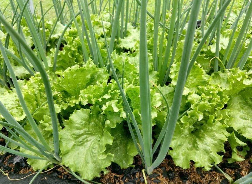 AkezaGermaine's tweet photo. WORLD SOIL DAY! 
By priotizing soil health and ecosystem resilience, we can provide food in a way that benefits both people and the planet. #SaveSoil https://t.co/D1sJ54cHym