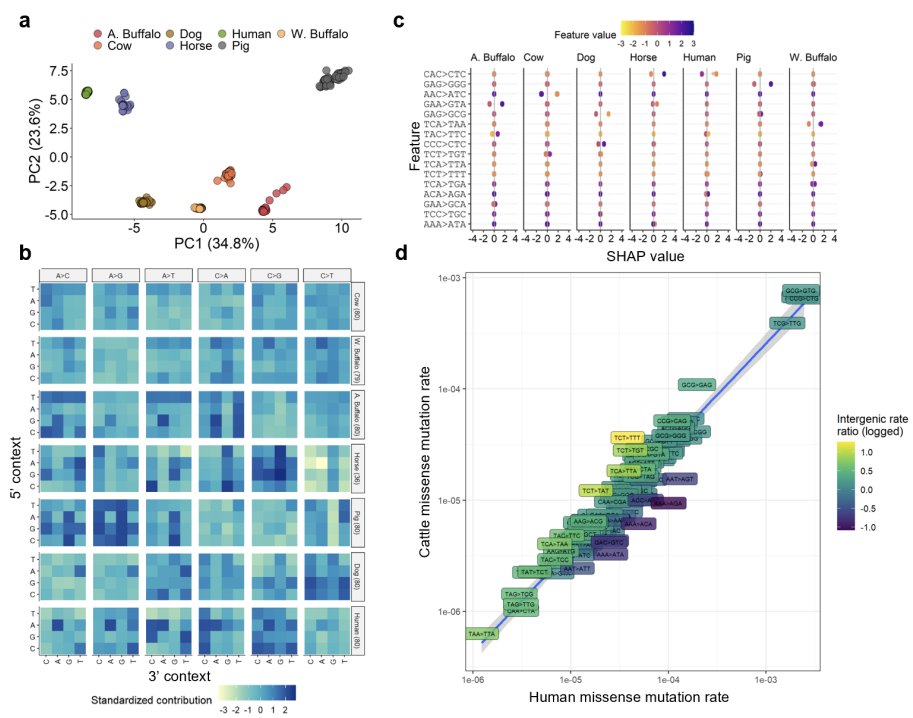 Our new paper looking at the evolution of mutation spectra across mammals is now online. Looking across seven, mainly domesticated species (🐄🧑‍🦰🐖🐃🦬🐎🐩). A thread of the main findings... 1\n biorxiv.org/cgi/content/sh…
