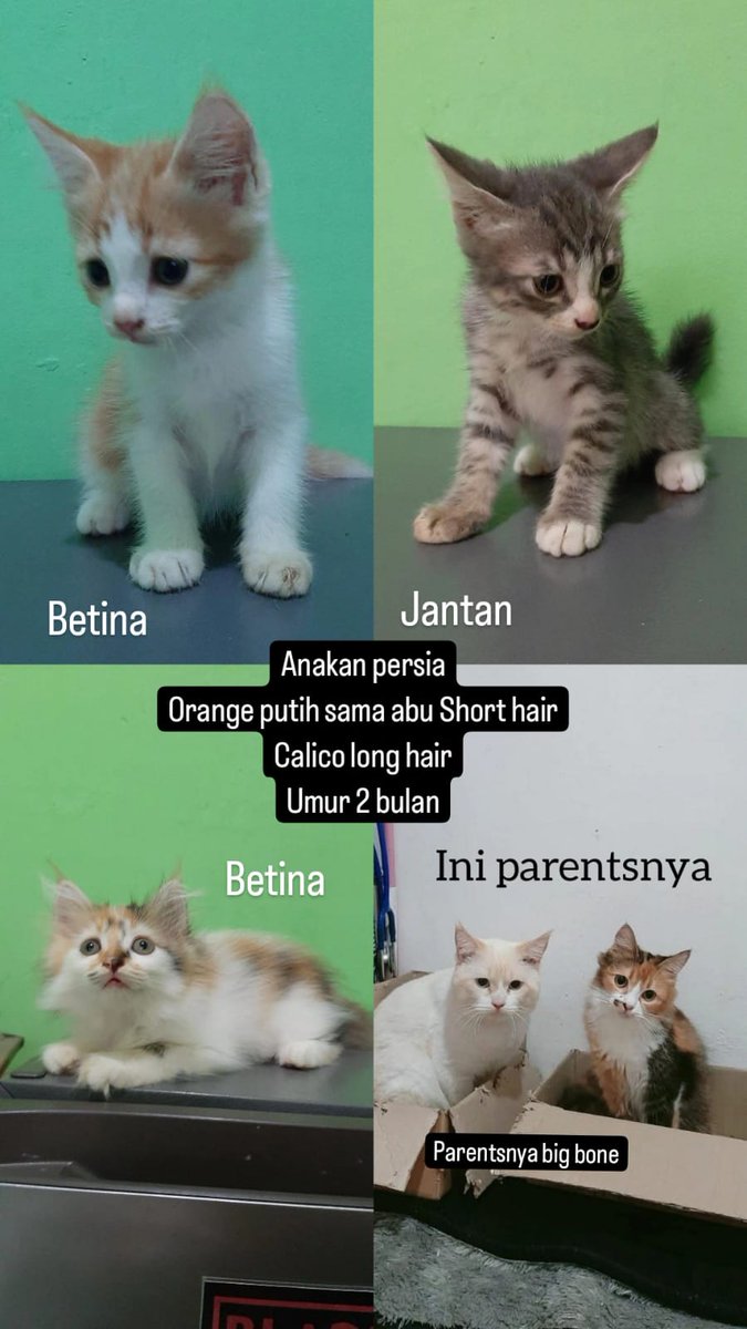 Jenjenlisaaaa's tweet photo. Lepas adopsi kucing anakan persia short hair big bone.
Lokasi Jakarta selatan.

Yang minat, silakan. https://t.co/kSTAPEsL0t
