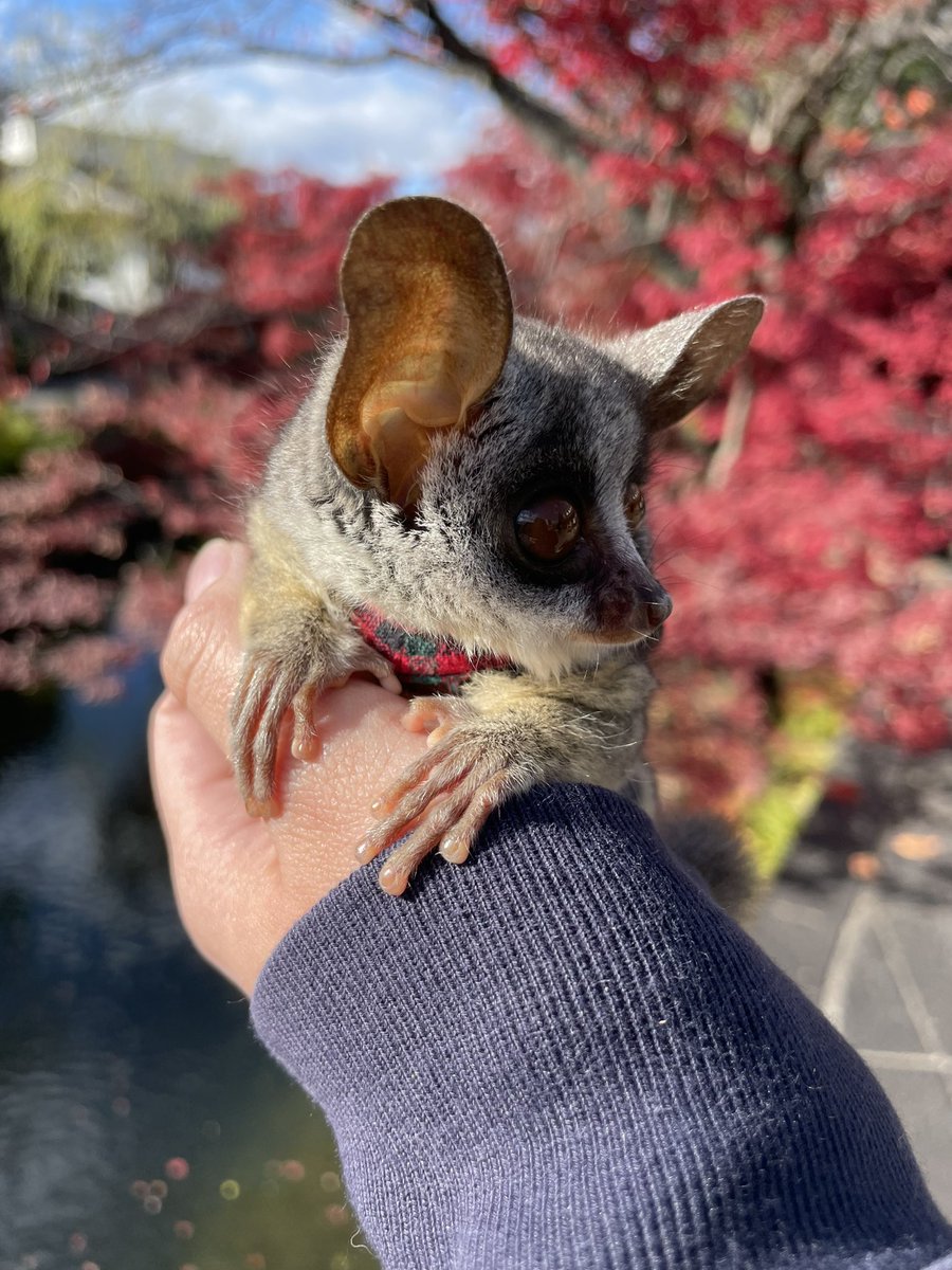 Aibii625's tweet photo. 実はご縁があって11/24に家族が増えました🥰
6年間待ちに望んだショウガラゴ🐵💓
KOBE ZOOMさん出身の子です✨️
10/14生まれの男の子💚
名前は「アレク」です🍇
宜しくお願いします☺️💗

#ショウガラゴ 
#岡山
#bushbaby 
#ショウガラゴ岡山
#alex 
#アレク
#ショウガラゴお迎え
#ショウガラゴベビー https://t.co/YBJhbvuS1m