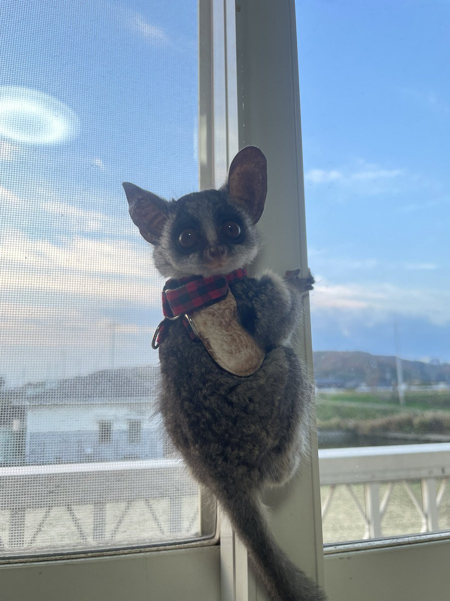 Aibii625's tweet photo. 実はご縁があって11/24に家族が増えました🥰
6年間待ちに望んだショウガラゴ🐵💓
KOBE ZOOMさん出身の子です✨️
10/14生まれの男の子💚
名前は「アレク」です🍇
宜しくお願いします☺️💗

#ショウガラゴ 
#岡山
#bushbaby 
#ショウガラゴ岡山
#alex 
#アレク
#ショウガラゴお迎え
#ショウガラゴベビー https://t.co/YBJhbvuS1m