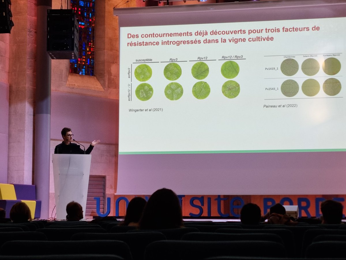 Étienne nous parle des bases génomiques de l'adaptation du mildiou aux résistances de la vigne.