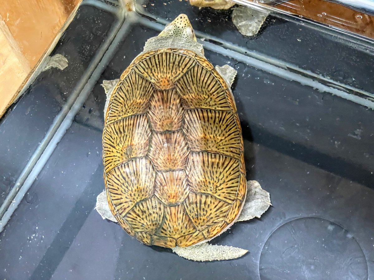 SAURIA01's tweet photo. ✨新入荷✨

・ハラガケガメ(ジャイアントフォーム／イエロー)[ペア]
どちらも13cmと良いサイズが入荷しました‼️
これまた放射模様が美しく入る美男美女です‼️
お腹の肉厚も良し d(˙꒳​˙* )

電話、メールでのお問い合わせお待ちしてます❗️

よろしくお願いします☀️ https://t.co/eFCCJiL6cH