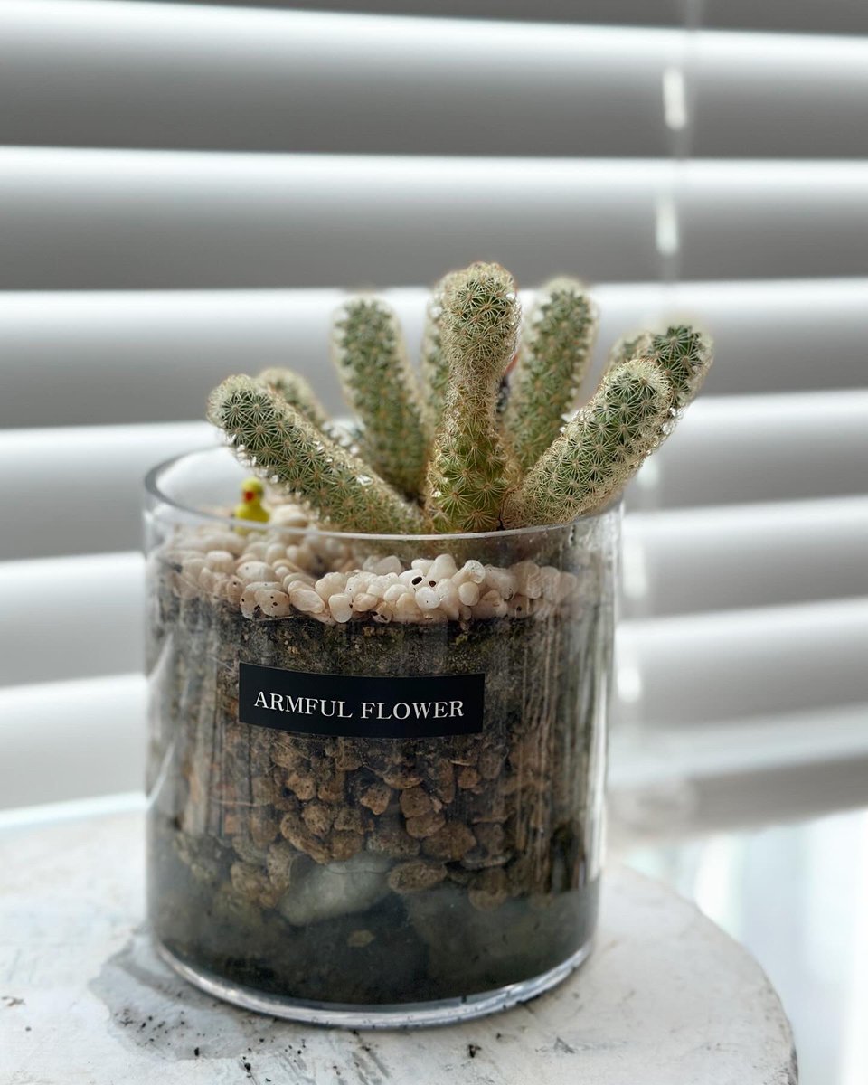 beprofessional's tweet image. 사실 다육이도 두 팟 이씀!

#다육 #다육이 #다육식물