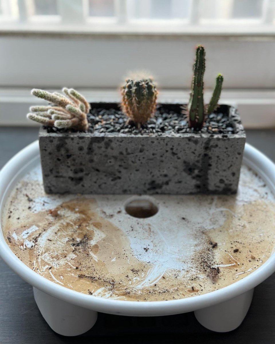 beprofessional's tweet image. 사실 다육이도 두 팟 이씀!

#다육 #다육이 #다육식물