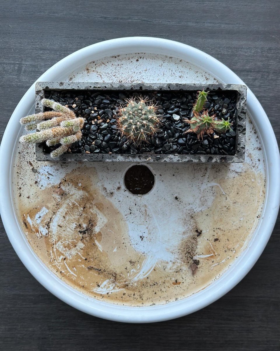 beprofessional's tweet image. 사실 다육이도 두 팟 이씀!

#다육 #다육이 #다육식물