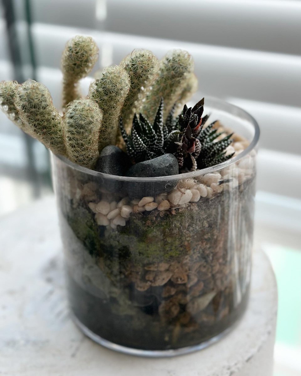 beprofessional's tweet image. 사실 다육이도 두 팟 이씀!

#다육 #다육이 #다육식물