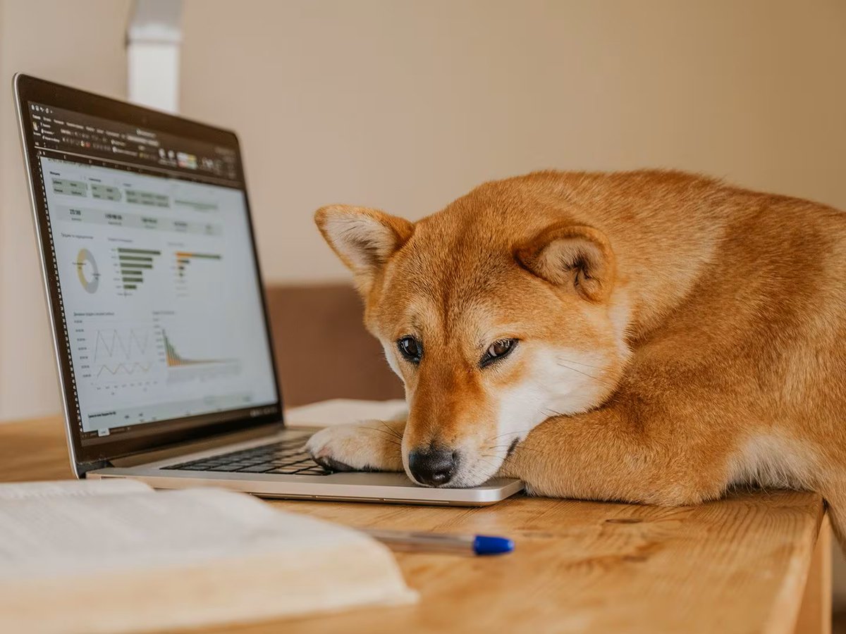 CEO DOGE tweet media