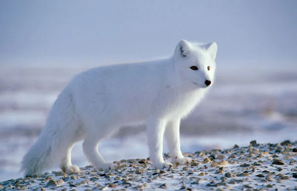 kianndra colbert tweet media