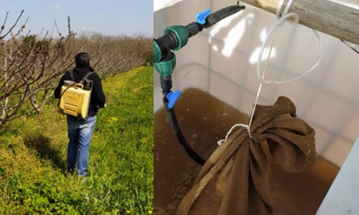 farm_knowledge's tweet image. Learn how to make compost tea to reuse farm wastes to improve soil fertility in a circular economy perspective.

Download practice abstract: pulse.ly/eum7jc8vhb
@CREARicerca
#composttea #compost #organic #circulareconomy