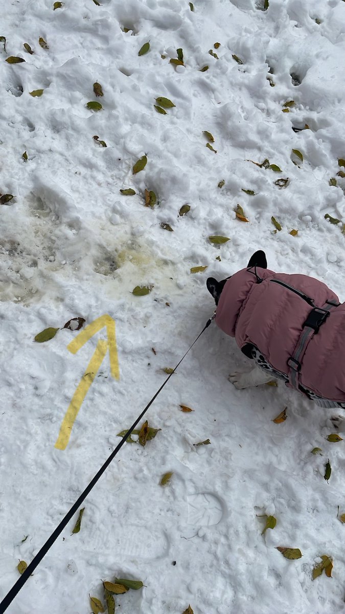 AlgosofiaTop's tweet image. Ever notice how a snowy walk turns into a game of 'connect the yellow dots'? Trudging through the snow, you realize it's like a canine social network – every yellow spot is a 'p-mail' left by a furry friend. 🐶💬 Nature's newsfeed is hilarious😂 #DogsOfWinter #YellowSnowMysteries