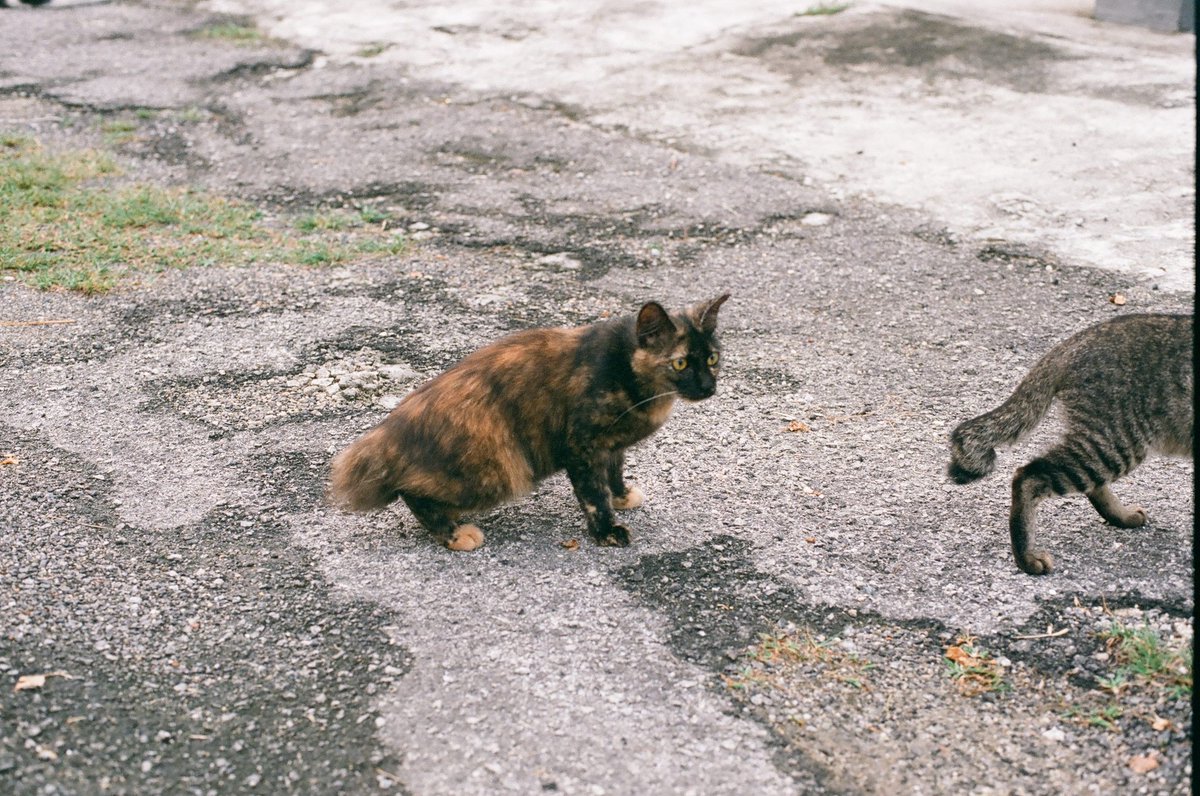 4ever2wander's tweet photo. Kuala Lumpur
.
.
.
#malaysia #kualalumpur #animalphotography #photography #photooftheday #photogram #canonphotography #canon #canonae1 #filmphotography #filmisntdead #film #travelphotography #travel #travelblogger #explore #culture #asiatravel #CatsLover #nature https://t.co/NvYEQFvoMi