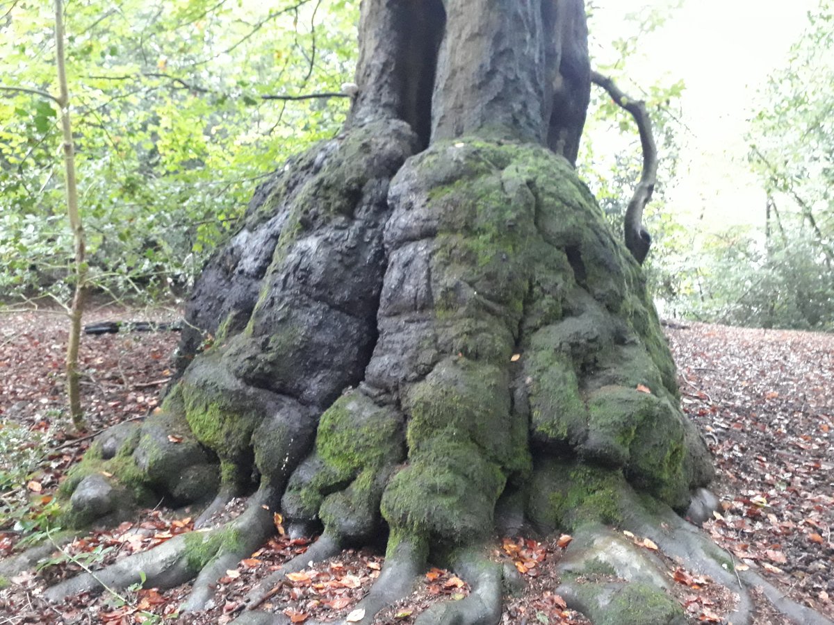 Giants foot 💕
fee-fi-fo-fum 

#thicktrunktuesday #eppingforest #forests