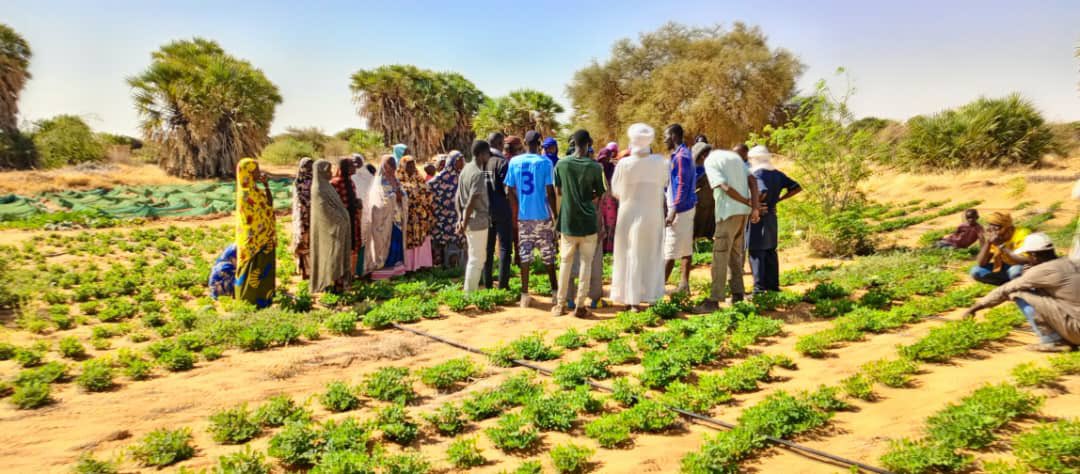 Open day conducted in the commune Gounzoureye of Gao region in Mali for farmers to show the performance of climate smart crop technologies of pearl millet and groundnut. @hughes_jackie @wfp @ICRISAT