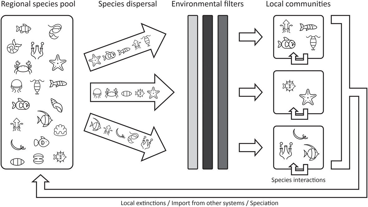 EcographyJourna's tweet image. Identifying community assembling zones and connectivity pathways in the Tropical Southwestern Atlantic Ocean onlinelibrary.wiley.com/doi/10.1111/ec… #dispersal #spatial_distribution #species_sorting @NordicOikos @WileyEcolEvol