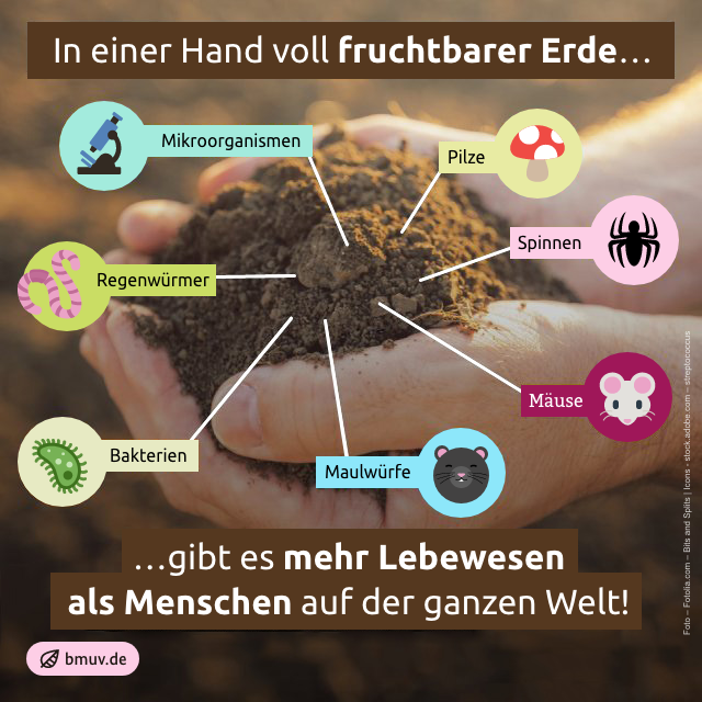 Bundesumweltministerium (@bmuv) on Twitter photo 🍄🕷️Ein gesunder Boden steckt voller Leben, ist aber keine Selbstverständlichkeit. Deshalb müssen wir unsere Böden schützen, nicht nur heute am #Weltbodentag.
 ℹ️ Mehr zum Thema: bmuv.de/WS668 🍄🕷️Ein gesunder Boden steckt voller Leben, ist aber keine Selbstverständlichkeit. Deshalb müssen wir unsere Böden schützen, nicht nur heute am #Weltbodentag.
 ℹ️ Mehr zum Thema: bmuv.de/WS668