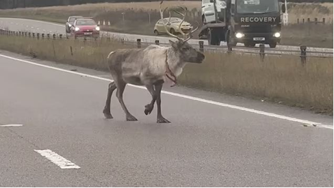 In Suffolk, after escaping from a Christmas grotto, reindeer delays traffic on the A11 – motorists say they waited ages for a glowing red light to change and then it flew off