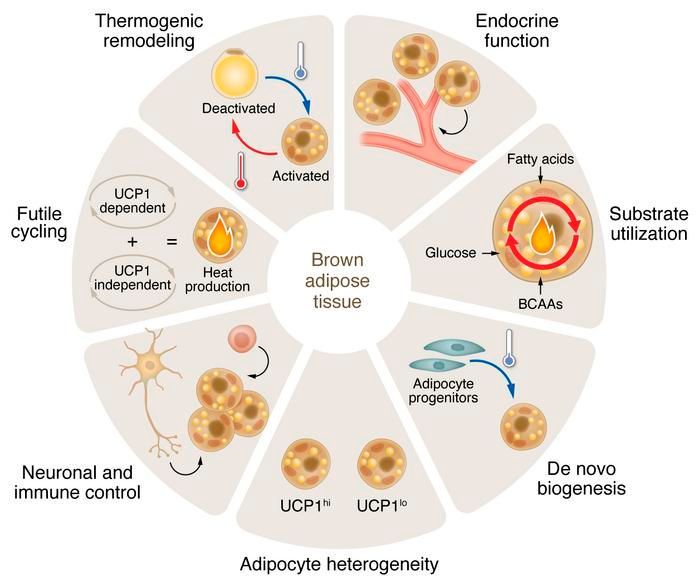 Journal of Clinical Investigation (@jclinicalinvest) on Twitter photo #Viewpoint by Rana K. Gupta <a href="/dukemedicine/">Duke Department of Medicine</a>: Human brown fat and metabolic disease: a heated debate: buff.ly/46NVUjU #Viewpoint by Rana K. Gupta <a href="/dukemedicine/">Duke Department of Medicine</a>: Human brown fat and metabolic disease: a heated debate: buff.ly/46NVUjU