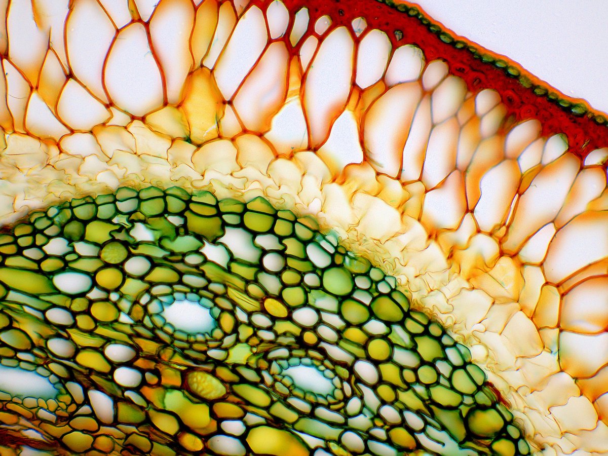 MoticEurope's tweet photo. ๐ฒโจ Unveil the magic of the Picea abies, a botanical marvel captured through #digitalmicroscopy with Moticam S12!
Explore the intricate details, festive spirit, and global traditions of this European spruce in our latest blog. ๐ท๐
๐https://t.co/EkPlrdVYAh https://t.co/GyJo0cQE55