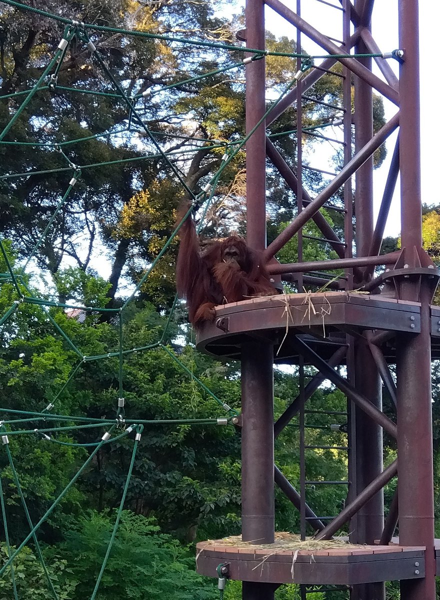 mathiro101466's tweet photo. もぐもぐタイム、器用に食べてました
#オランウータン #��岡市動物園 https://t.co/xsFkVtr4lz
