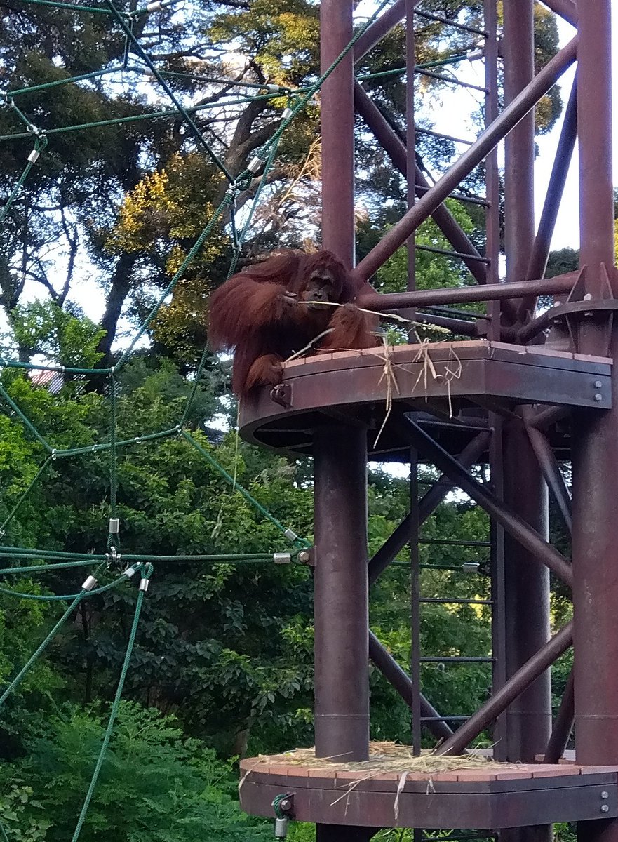 mathiro101466's tweet photo. もぐもぐタイム、器用に食べてました
#オランウータン #��岡市動物園 https://t.co/xsFkVtr4lz