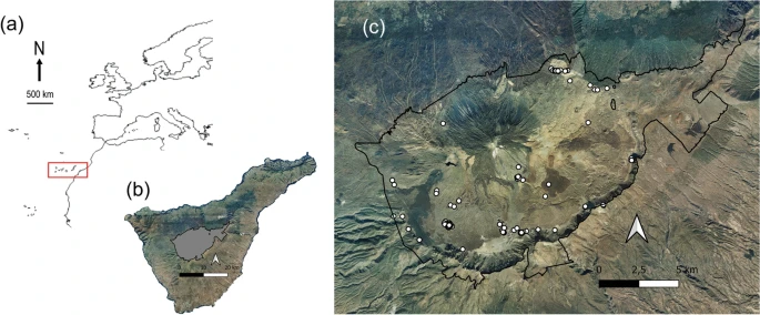 Assuming a low cat density of 1 cat/km2, the total cat population in Teide National Park (Canary Islands) kills 257,739 vertebrates. Native species are particularly vulnerable to predation, with 166,249 reptiles & 5588 birds killed annually. link.springer.com/article/10.100… 🐈🐈‍⬛🦎🐦🐇🐀