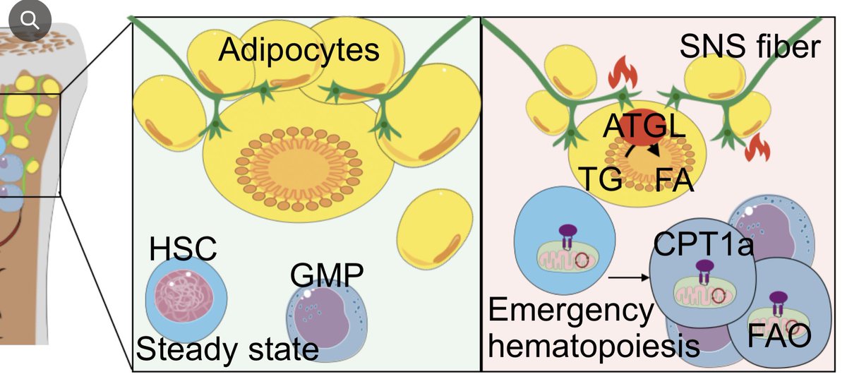 Meet the longest lasting project of the lab⏳

🦴 marrow fat cells provide local fuel for hematopoietic stem cells after MI 🔥

rdcu.be/dsN4e

Very happy that it is now out in <a href="/NatureCVR/">Nature Cardiovascular Research</a> ❤️

Thank you fellows and collaborators for hanging in there on this journey!
